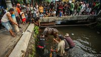 Hendak Disembelih, Sapi di Kalibata Lepas ke Kali