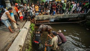 Hendak Disembelih, Sapi di Kalibata Lepas ke Kali