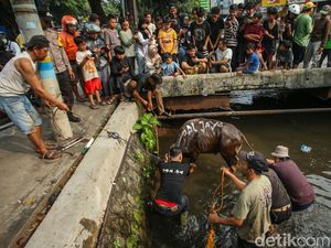 Hendak Disembelih, Sapi di Kalibata Lepas ke Kali