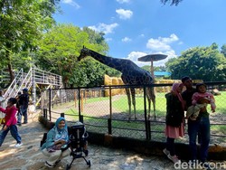 Cek Harga Tiket Masuk dan Jam Buka Kebun Binatang Surabaya