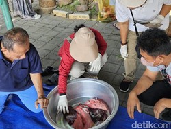 Daging Kurban di Klungkung Dipastikan Bebas Penyakit