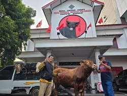 Antusias Idul Adha, DPC PDIP di 38 Daerah Se-Jatim Sembelih Hewan Kurban