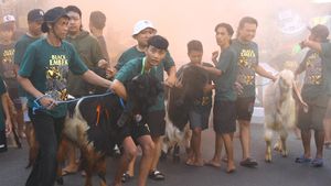Melihat Tradisi Pawai Hewan Kurban di Malang