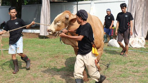Menebar Hewan Kurban, Memberi Kebahagian