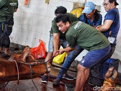 Hewan Kurban Merasa Sakit atau Tidak saat Disembelih?