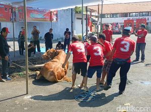 9 Orang Turun Tangan Sembelih Sapi Limosin 1,2 Ton di Kantor PDIP Jateng