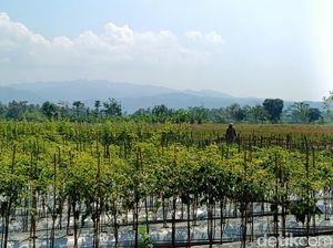 Hama Tikus Masih Jadi Momok, Hasil Panen Petani Kapanewon Minggir Berkurang 20% Hama Tikus Masih Jadi Momok, Hasil Panen Petani Kapanewon Minggir Berkurang 20%