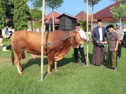 Harga Sapi Kurban 2025 untuk Idul Adha Berdasarkan Jenis dan Beratnya