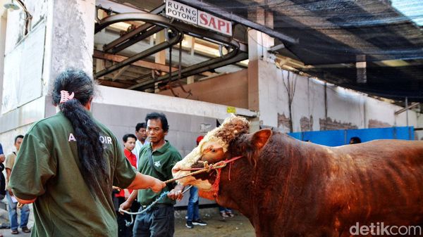 Melihat Puluhan Hewan Kurban Dipotong di RPH Surabaya