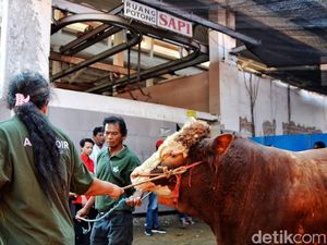 Melihat Puluhan Hewan Kurban Dipotong di RPH Surabaya Melihat Puluhan Hewan Kurban Dipotong di RPH Surabaya