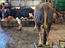 Menengok Pemotongan Hewan Kurban di RPH Ciroyom Bandung