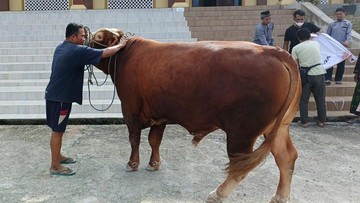 Bobot 900 Kg, Ini Sapi Kurban Sumbangan Jokowi buat Warga Sekitar IKN