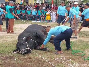 Keseruan Warga Lampung Tonton Penyembelihan Bonbon, Sapi Kurban dari Jokowi