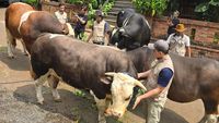 Siap-siap Melow! Ini Condrosimo dan 3 Sapi Kurban Irfan Hakim