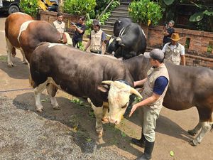 Siap-siap Melow! Ini Condrosimo dan 3 Sapi Kurban Irfan Hakim Siap-siap Melow! Ini Condrosimo dan 3 Sapi Kurban Irfan Hakim