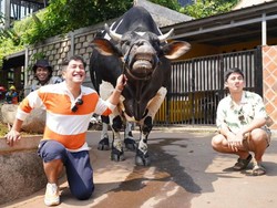 Cerita Irfan Hakim Sumbangkan Kepala Sapi Jumbo ke IPB