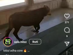 Sapi Kurban Kabur ke Selasar Masjid Agung Solo Saat Hendak Disembelih