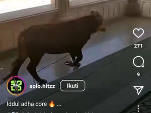 Sapi Kurban Kabur ke Selasar Masjid Agung Solo Saat Hendak Disembelih Sapi Kurban Kabur ke Selasar Masjid Agung Solo Saat Hendak Disembelih