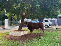 Sapi Kurban Gibran di Al-Azhar Disembelih, Daging Dibagi ke Warga Sekitar