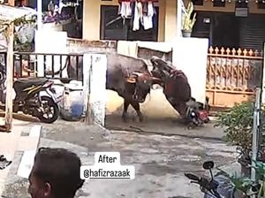 Detik-detik Sapi Kurban Ngamuk, Seruduk Motor Warga di Jaktim Detik-detik Sapi Kurban Ngamuk, Seruduk Motor Warga di Jaktim