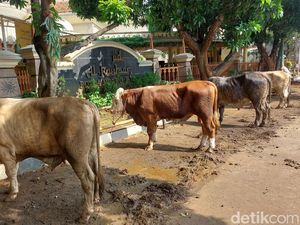 Idul Adha 2024, Polda Metro Jaya Kurban 155 Sapi dan 37 Kambing Idul Adha 2024, Polda Metro Jaya Kurban 155 Sapi dan 37 Kambing