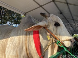 Mbrebes Mili, Sapi Kurban Jokowi di Surabaya Jadi Tontonan Usai Salat Id