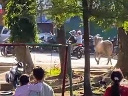 Sapi di Semarang Ngamuk Saat Disembelih, Seruduk Panitia-Kabur ke Jalan