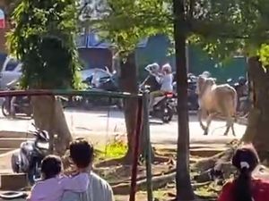 Sapi di Semarang Ngamuk Saat Disembelih, Seruduk Panitia-Kabur ke Jalan Sapi di Semarang Ngamuk Saat Disembelih, Seruduk Panitia-Kabur ke Jalan