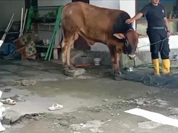 Sapi Kurban di Pakem Sleman Lepas-Tabrak 3 Orang, 1 Korban Dibawa ke RS