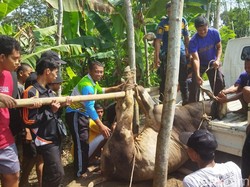 2 Sapi Kurban di Klaten Lepas dan Mengamuk, Damkar Ikut Turun Tangan