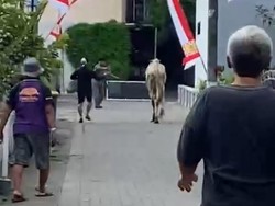 Waduh! Sapi Kurban Lepas-Nyeberang Ring Road Utara, Sempat Tabrak 2 Anak