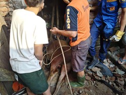 Ngamuk, Sapi 3 Kuintal Nyemplung Sumur 9 Meter di Banjarnegara