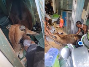 Ikatan Kendor, Sapi Kurban di Palembang Lepas dan Lari ke Rumah Warga