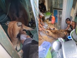 Ikatan Kendor, Sapi Kurban di Palembang Lepas dan Lari ke Rumah Warga