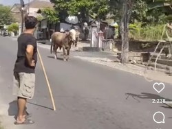 Viral Sapi Kurban di Gunungkidul Kabur, Keliling Sejauh 20 Km-Tercebur Sungai Viral Sapi Kurban di Gunungkidul Kabur, Keliling Sejauh 20 Km-Tercebur Sungai