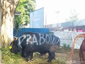 Sapi Kurban Jokowi, Prabowo, Gibran, dan Megawati di Istiqlal, Gede Semua!