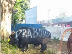 Sapi Kurban Jokowi, Prabowo, Gibran, dan Megawati di Istiqlal, Gede Semua!