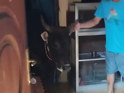 Sapi Kurban Kabur-Masuk ke Rumah di Jakut, Warga Kocar-Kacir