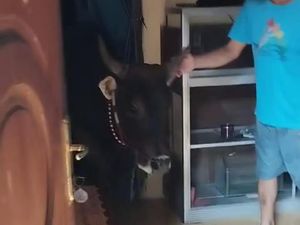 Sapi Kurban di Jakut Lepas hingga Masuk Rumah, Warga Kocar-kacir Sapi Kurban di Jakut Lepas hingga Masuk Rumah, Warga Kocar-kacir