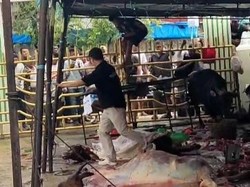 2 Sapi Kurban di Padang Kabur-Mengamuk, 1 Masyarakat Terluka