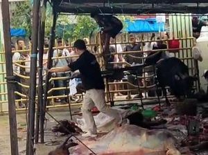 2 Sapi Kurban di Padang Kabur-Mengamuk, 1 Masyarakat Terluka 2 Sapi Kurban di Padang Kabur-Mengamuk, 1 Masyarakat Terluka