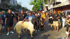 Melihat Tradisi Arak-arakan Hewan Kurban di Kota Malang