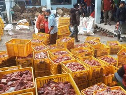 Daging Kurban di Dusun Krajan Berlimpah, Asalnya dari Buruh Tani Rutin Nabung