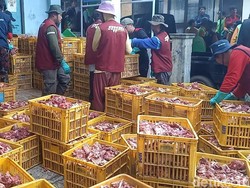 Gunung Daging Kurban di Banjarnegara Bakal Didistribusikan ke 7 Kabupaten