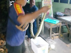 Ular Piton 2,5 Meter Dievakuasi dari Pinggir Jalan di Playen Gunungkidul