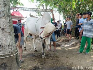 Berkat Sultan HB X, Masjid Ar Rahman Sleman Sembelih Kurban Tahun Ini