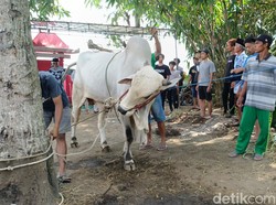 Berkat Sultan HB X, Masjid Ar Rahman Sleman Sembelih Kurban Tahun Ini