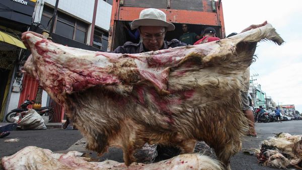 Ada Cuan di Balik Sisa Kulit Hewan Kurban