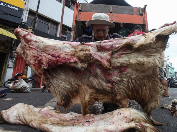 Ada Cuan di Balik Sisa Kulit Hewan Kurban