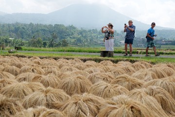 Bikin Turis Kepincut, Begini Proses Panen Padi Beras Merah